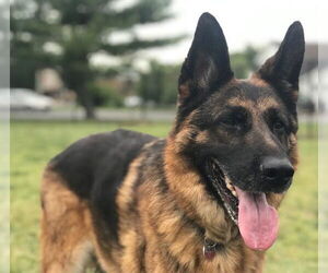 German Shepherd Dog Dogs for adoption in Mt. Airy, MD, USA