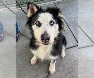 Border Collie-Siberian Husky Mix Dogs for adoption in San Jose, CA, USA