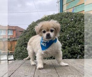 Pekingese Dogs for adoption in Pacific Grove, CA, USA