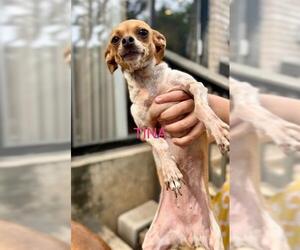 Chihuahua-Unknown Mix Dogs for adoption in San Antonio, TX, USA