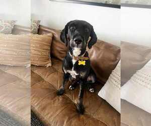 Mutt Dogs for adoption in Sandy, UT, USA
