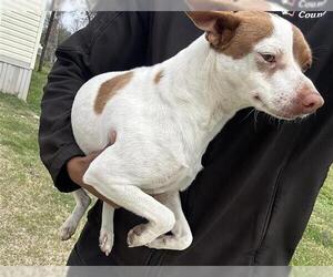 Chihuahua Dogs for adoption in Houston, TX, USA