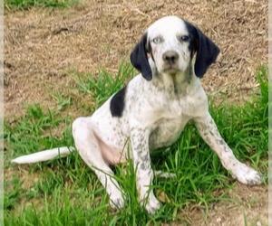 Catahoula Leopard Dog-Unknown Mix Dogs for adoption in Baileyton, AL, USA