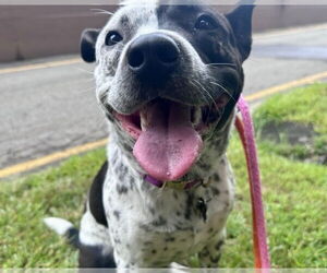 American Staffordshire Terrier-Unknown Mix Dogs for adoption in Brewster, NY, USA