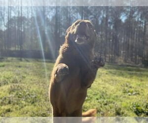 Labrador Retriever-Unknown Mix Dogs for adoption in Temple, GA, USA