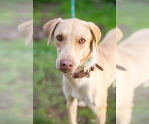Basenji-Labrador Retriever Mix Dogs for adoption in El Cajon, CA, USA