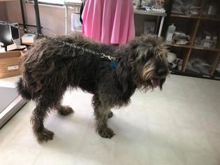 Bearded Collie Dogs for adoption in Freeport, FL, USA