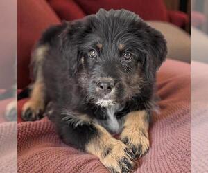 Poodle (Standard)-Unknown Mix Dogs for adoption in San Diego, CA, USA