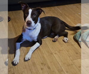 Mutt Dogs for adoption in Corinth, MS, USA