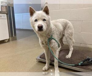 - Mix Dogs for adoption in Santa Maria, CA, USA