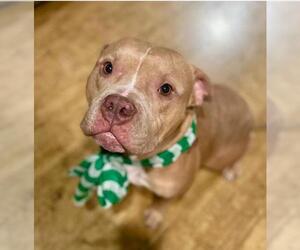 American Pit Bull Terrier Dogs for adoption in Bellmawr, NJ, USA