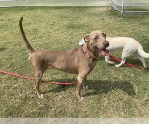 Weimaraner Dogs for adoption in Corpus Christi, TX, USA