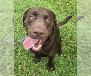 Labrador Retriever Dogs for adoption in Frankenmuth, MI, USA