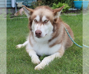 Alaskan Malamute Dogs for adoption in Mankato, MN, USA