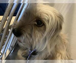 Mutt Dogs for adoption in Stockton, CA, USA