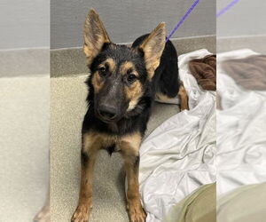 German Shepherd Dog-Unknown Mix Dogs for adoption in Las Vegas, NV, USA