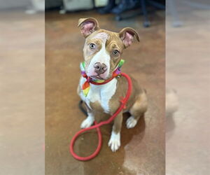 Mutt Dogs for adoption in Louisville, KY, USA