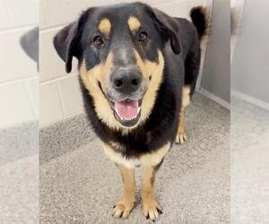 Shepweiller Dogs for adoption in Houston, TX, USA