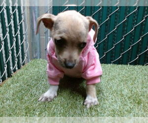 Mutt Dogs for adoption in Downey, CA, USA