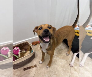 Black Mouth Cur-Unknown Mix Dogs for adoption in Hilton Head, SC, USA