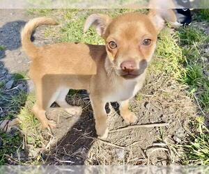 Chihuahua-Unknown Mix Dogs for adoption in McKinleyville, CA, USA