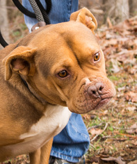 Bulldog Dogs for adoption in Clarkesville, GA, USA
