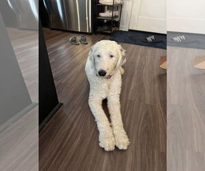 Poodle (Standard) Dogs for adoption in Menifee, CA, USA