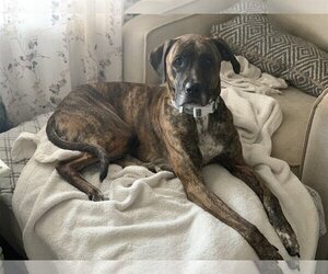 Daniff Dogs for adoption in Fenton, MO, USA