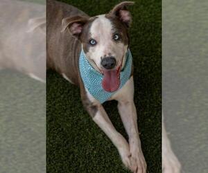 Mutt Dogs for adoption in Baytown, TX, USA