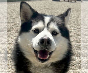 Huskies -Pomeranian Mix Dogs for adoption in Jefferson, WI, USA