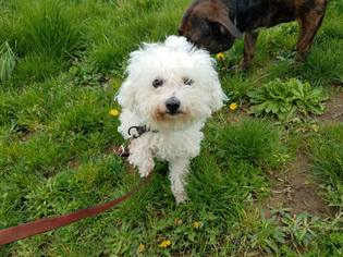 Bichon Frise Dogs for adoption in Reedsport, OR, USA