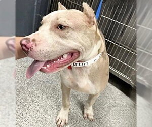 American Staffordshire Terrier-Unknown Mix Dogs for adoption in Houston, TX, USA