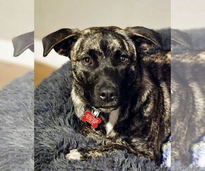 Mutt Dogs for adoption in San Diego, CA, USA
