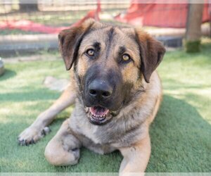 Anatolian Shepherd-Saint Bernard Mix Dogs for adoption in El Cajon, CA, USA