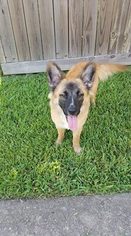 Golden Shepherd Dogs for adoption in Rosenberg, TX, USA