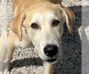 Labrador Retriever-Unknown Mix Dogs for adoption in Jefferson, WI, USA