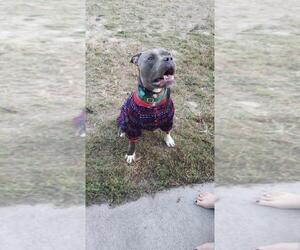 American Staffordshire Terrier Dogs for adoption in Lovingston, VA, USA