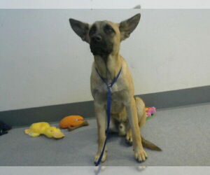 Mutt Dogs for adoption in Big Bear City, CA, USA