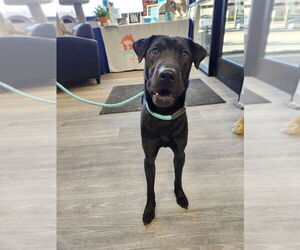 Chinese Shar-Pei-Unknown Mix Dogs for adoption in Minneapolis, MN, USA