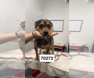 Mutt Dogs for adoption in Chico, CA, USA