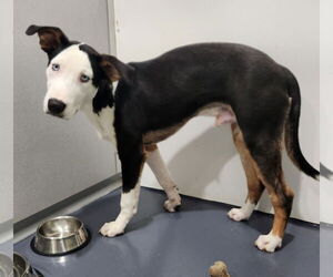 Huskies -Unknown Mix Dogs for adoption in Walnutport, PA, USA