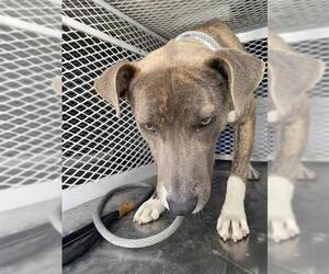 American Pit Bull Terrier Dogs for adoption in Bakersfield, CA, USA