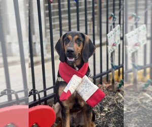 Black and Tan Coonhound-Bloodhound Mix Dogs for adoption in Brewster, MA, USA