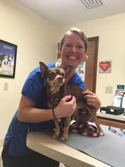 Chihuahua Dogs for adoption in Springfield, IL, USA
