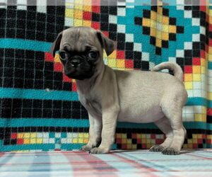 Pug-Unknown Mix Dogs for adoption in FAIRLAWN, OH, USA