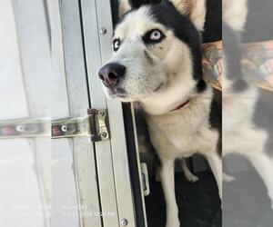 Siberian Husky-Unknown Mix Dogs for adoption in San Antonio, TX, USA
