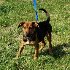 Mutt Dogs for adoption in Hollywood, MD, USA