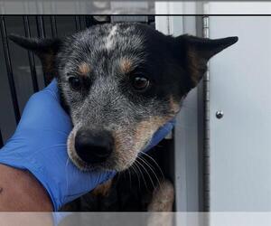 Mutt Dogs for adoption in Houston, TX, USA