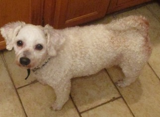 Bichon Frise Dogs for adoption in Alexandria, KY, USA