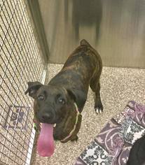 Mountain Cur Dogs for adoption in Martinsburg, WV, USA